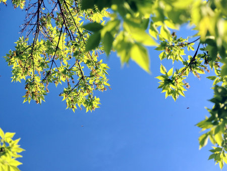 young spring tree leaves against blue sky upward view of fresh foliage treetop on the upper partの写真素材