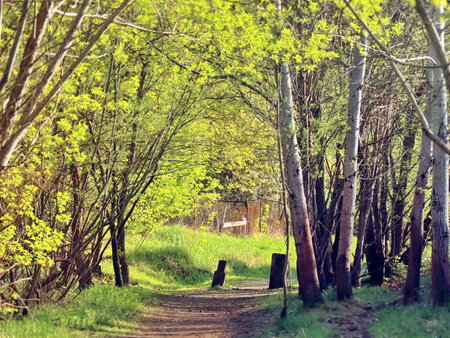 sunlit forest path leading into lush spring greenery under warm sunlightの写真素材