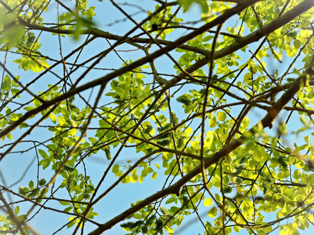 young spring tree branches with leaves against blue sky upward view forming lines going horizontallyの写真素材