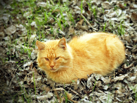 serious ginger cat sitting in sunlight on ground, fluffy old male with intense expressionの写真素材
