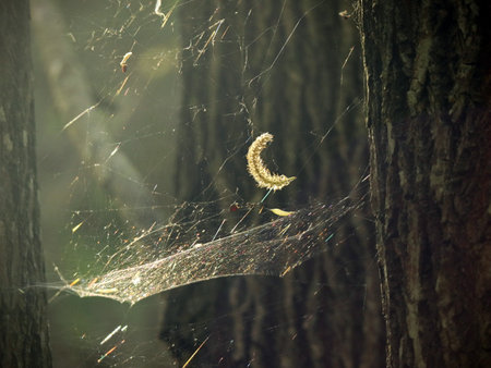tree seed hanging on spider web in sunlight, dreamy light beams creating veil effectの写真素材