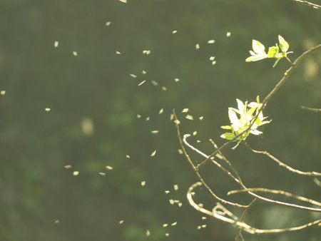 tiny flies around new tree leaves in spring, sunlit veil effect and light flareの写真素材