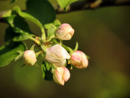 big closed apple tree buds on green bokeh background in springの写真素材