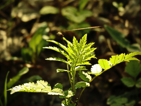 newly spreading plant leaves in sunlight with visible web line on backgroundの写真素材