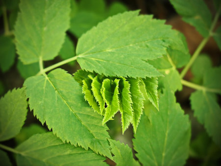 Artistic Green Leaves in Sunlight with Layered Fan Spreadの写真素材