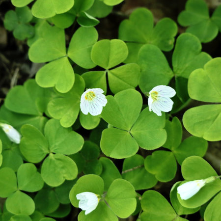 Oxalis Leaves with White and Pink Buds in Spring Light, Clover Like Plant, Green and Bright Backgroundの写真素材