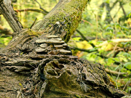 Fallen Tree with a Cluster of Mushrooms in a Spring Forest - A Quiet Spot Where Nature Turns Decay into Lifeの写真素材
