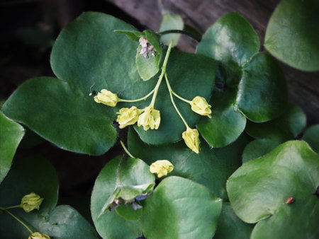 Botanical Close-up of Small Yellow Blooms