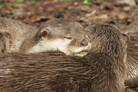 Ottersの写真素材