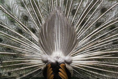 Peacock's Tailの写真素材