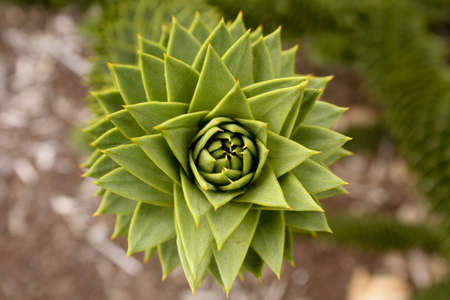 Araucariaの写真素材