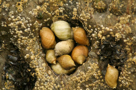 Seashellsの写真素材