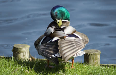 Mallardの写真素材