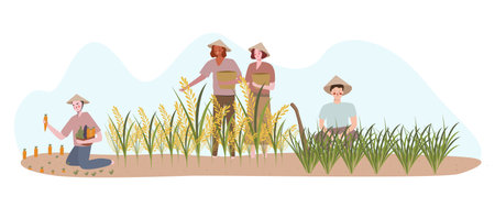 farmers planting on rice field fertilizer harvest with flat cartoon styleのイラスト素材