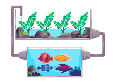 Aquaponics system in smart farming method flow of water and nutritions using fish in diagram processのイラスト素材