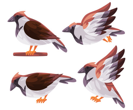 Sparrow bird Italian passer poses fly stand with white brown color graphic illustrationのイラスト素材
