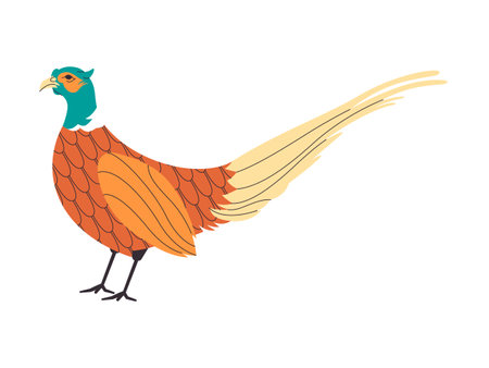ring necked pheasant or phasianus colchicus wild nature hunting bird animal beautiful feather and long tailのイラスト素材