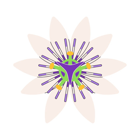 white and colorful flower beautiful nature plant soft texture blossom spring season beauty fresh floralのイラスト素材