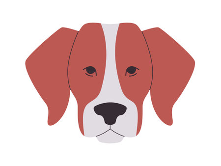 brown and white color head american foxhound dog breed mammal domestic animal cute funny adorable petのイラスト素材