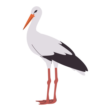 white and black color stork wild nature animal have beak and long leg with beautiful leatherのイラスト素材
