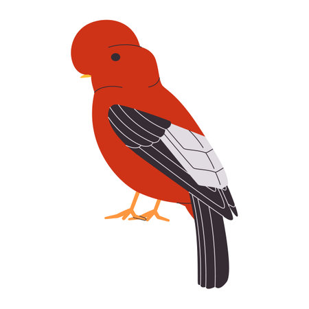 red color small bird andean cock of the rock species pretty cute nature animal wildlife creatureのイラスト素材