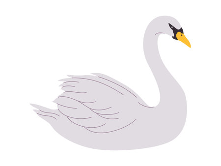 white color whooper swan bird wild nature animal have beak and long neck with beautiful featherのイラスト素材