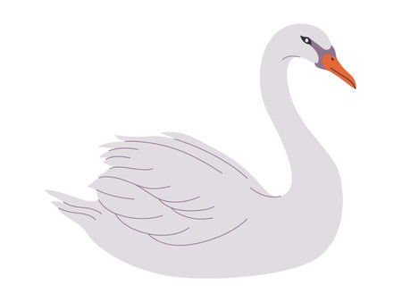 white color mute swan bird wild nature animal have beak and long neck with beautiful featherのイラスト素材