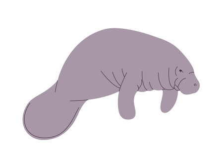 gray color manatee or dugong wild nature sea animal herbivorous mammal ocean creatureのイラスト素材
