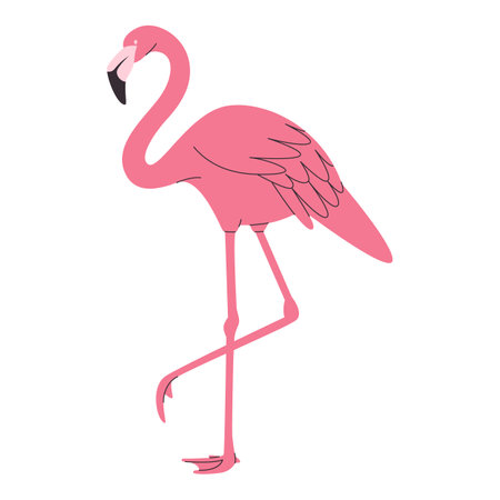 pink color flamingo bird wild nature tropical beautiful animal feather have long neck and footのイラスト素材
