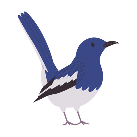 blue and white color small bird magpie robin species pretty cute nature animal wildlife creatureのイラスト素材