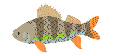 colorful european perch fish wild nature predator animal freshwater river or lake swim underwaterのイラスト素材