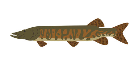 muskellunge long fish wild nature freshwater aquaculture predator animal with spotted skinのイラスト素材