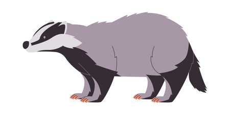 white black and gray color badger wild nature omnivore animal cute funny and furry creatureのイラスト素材