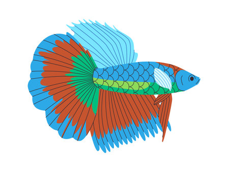 colorful siamase fighting fish wild nature small animal beautiful elegant aquarium petのイラスト素材