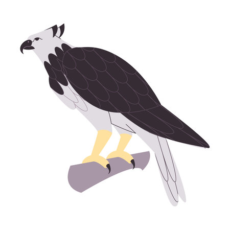 black and white color harpy eagle wild nature bird hunter predator carnivore strong animalのイラスト素材