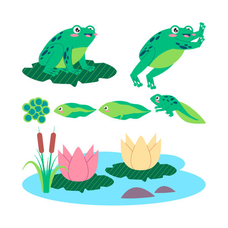 green color frog life cycle egg tadpole froglet and adult frog animal transformation amphibian creatureのイラスト素材