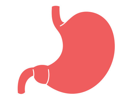 Stomach digestive human organ colored version anatomy science biology learning education designのイラスト素材