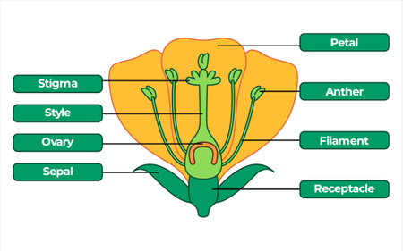 Flower anatomy parts science biology education floral structure receptacle sepal leaves petal stigma filament ovule ovary stamen part nature plant system colorful illustrationのイラスト素材
