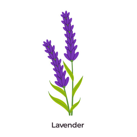 illustration of two lavender sprigs, featuring their iconic long purple flower spikes and slender green leaves, perfect for themes of relaxation and aromatherapyのイラスト素材