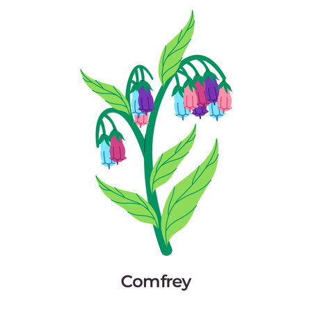 illustration of Comfrey herbal plant green stems and leaves with vibrant bell-shaped flowers on a white backgroundのイラスト素材