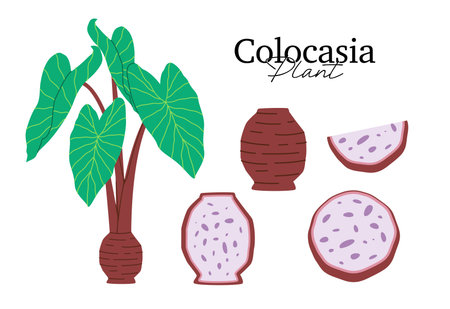 flat vector illustration of a Colocasia plant and tubers whole and sliced views represents agriculture botany tropical plants and healthy food conceptsのイラスト素材