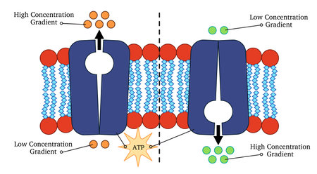 Active transport across a cell membrane detailed diagram illustration graphic shows how molecules move against their concentration gradient with the use of ATP energyのイラスト素材