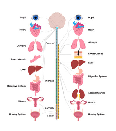 illustration human nervous system diagram shows the central and peripheral nervous systems connecting to various organs including the brain heart and lungsのイラスト素材