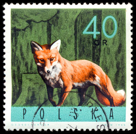 POLAND - CIRCA 1965: A stamp printed in the Poland shows Red Fox, circa 1965のeditorial素材