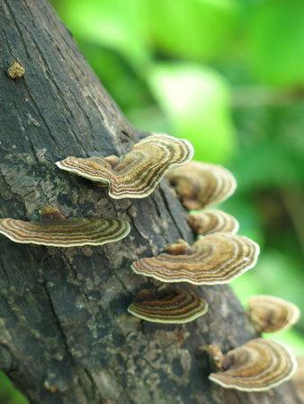 Mushrooms