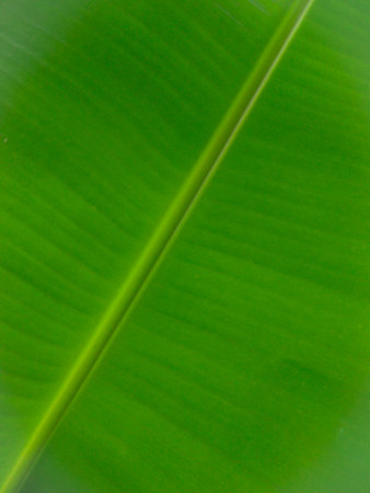 Bright green banana leaf background image Gives a feeling of freshness and comfortの写真素材