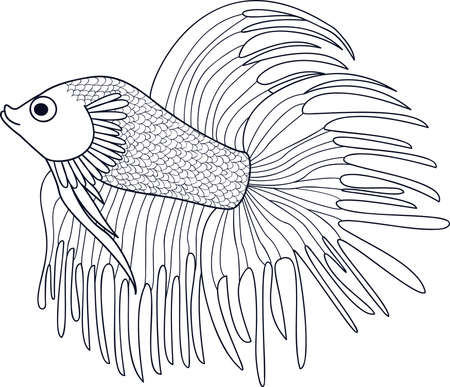 Fish Cockerel. Sketch of aquarium fish. Vectorのイラスト素材