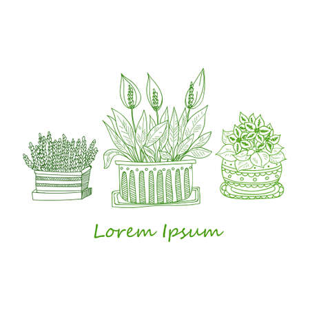 Composition with cute hand drawn house plants in ornamental pots. Doodle style. Vectorのイラスト素材