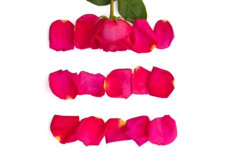 Isolated rose and bright pink petals on white backgroundの写真素材