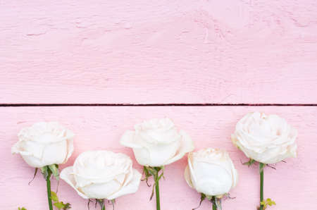 White roses on a pink wood backgroundの写真素材